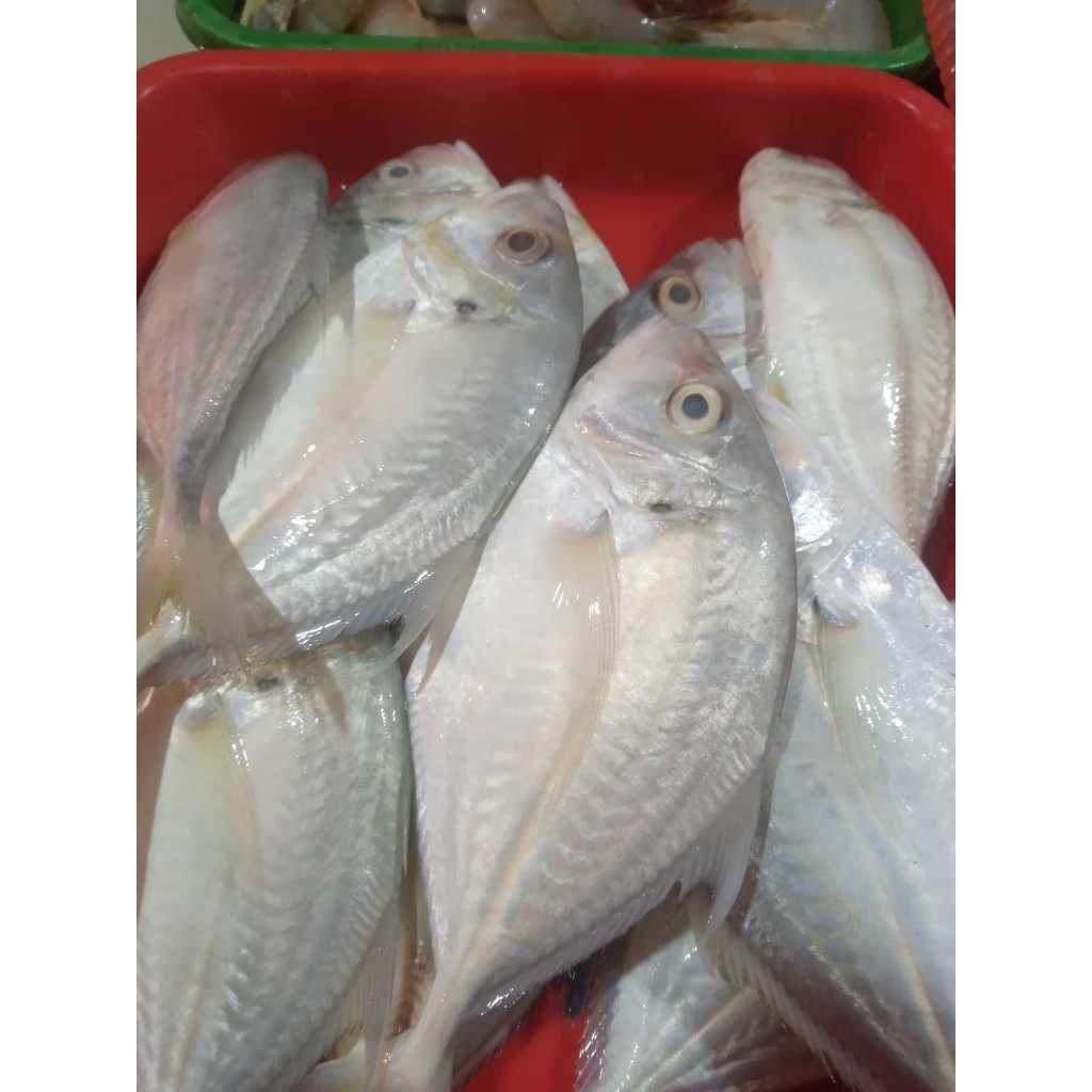 

Ikan Kuekue Segar