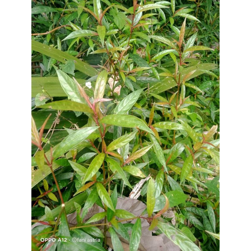 

daun gandarusa daun prasman segar 500gram