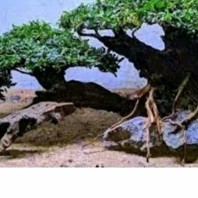 request bonsai aquascape besar java moss/buce