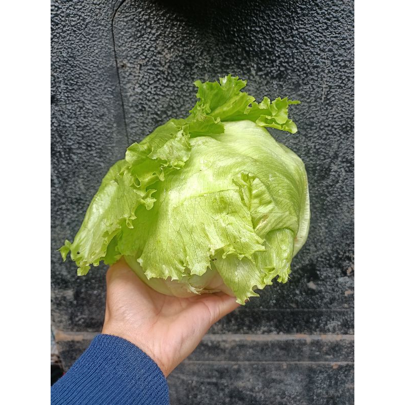 

Lettuce letus sayur segar 400gr