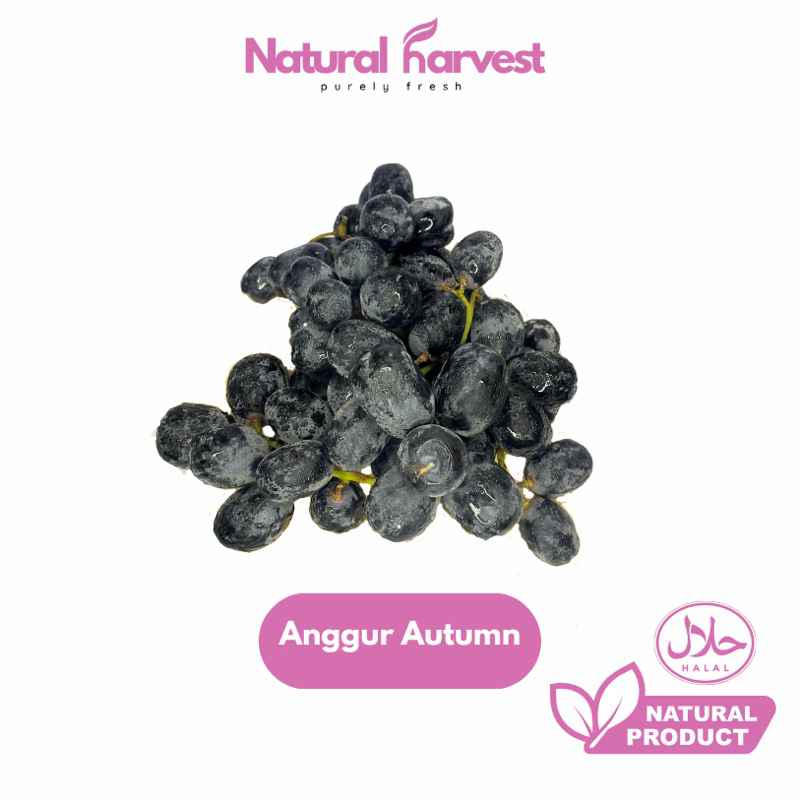 

BEST SELLER Anggur Black Autumn Super Import | NaturalHarvest!