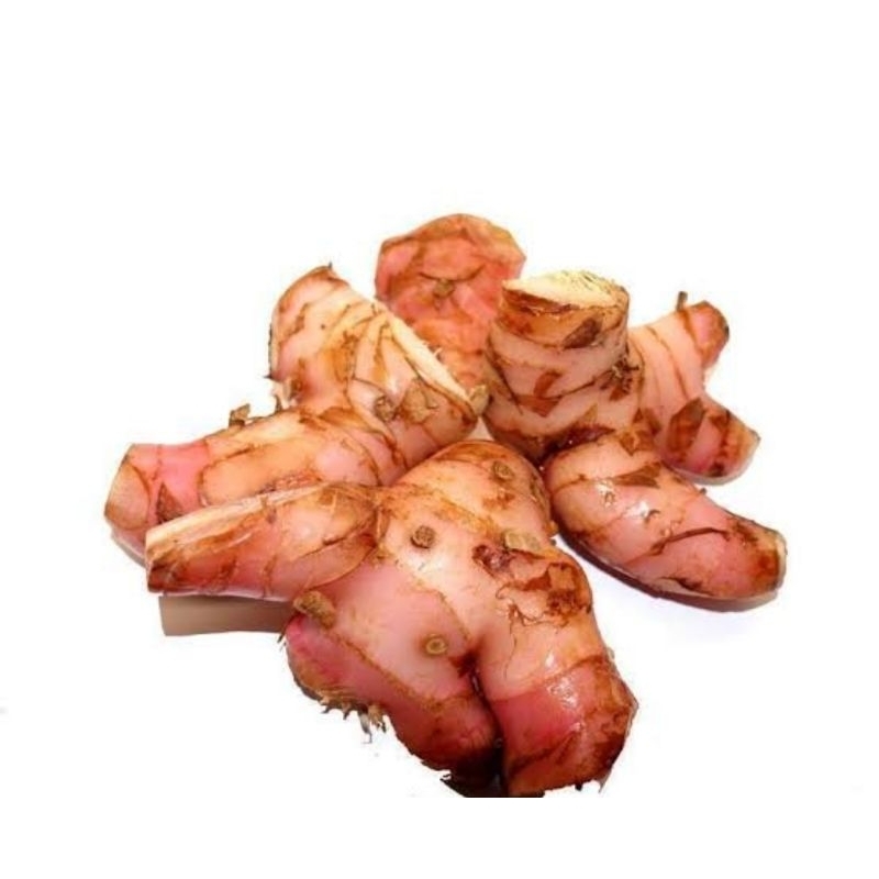 

(3 BUAH) LENGKUAS ASLI DARI KEBUN LENGKUAS UNTUK BUMBU MASAKAN LENGKUAS PENYEDAP MASAKAN LENGKUAS REMPAH MASAKAN TRADISIONAL