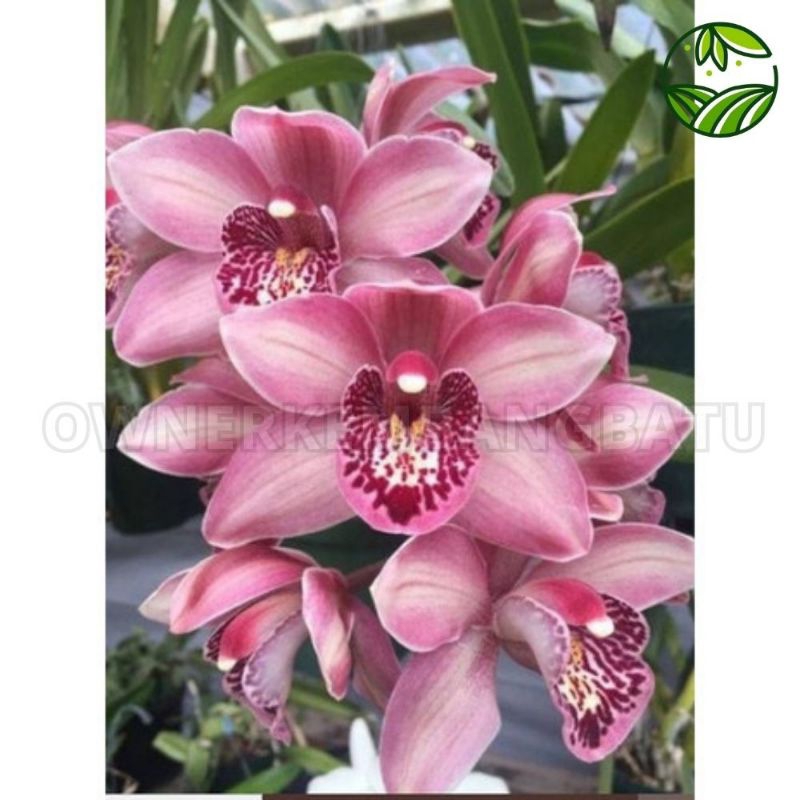 anggrek cymbidium mikivieta dewasa siap berbunga