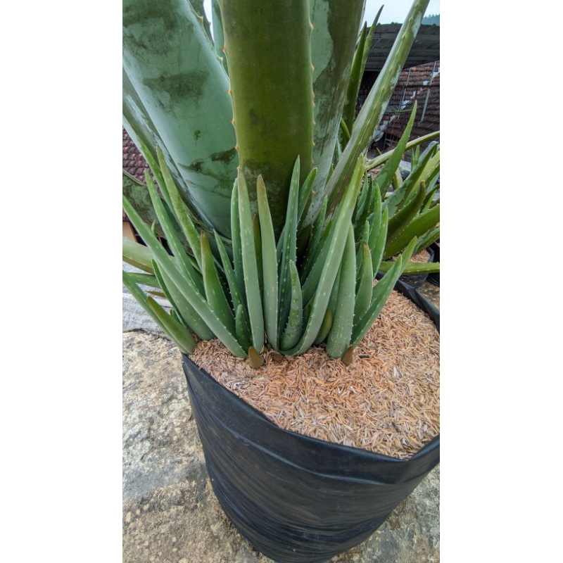 bibit lidah buaya barbadensis jumbo