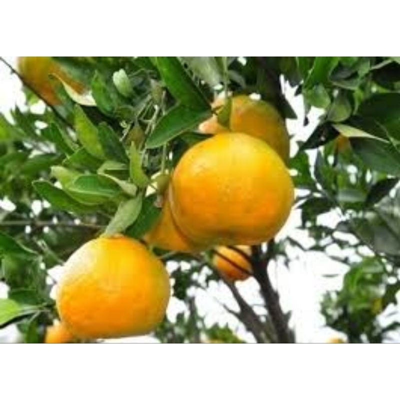 Bibit jeruk mandarin rimbun