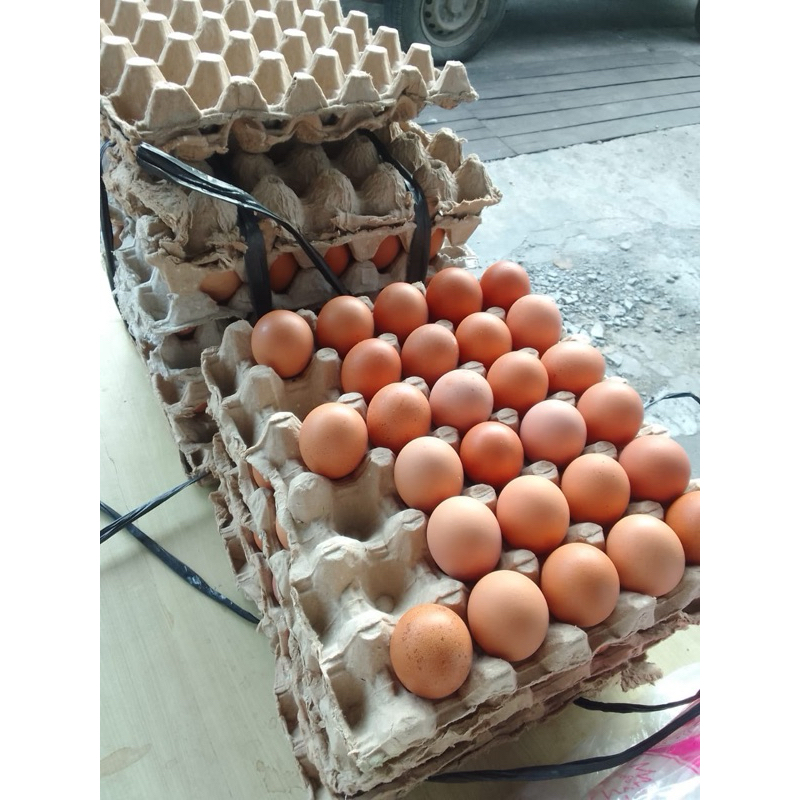 

Telur Ayam Lokal