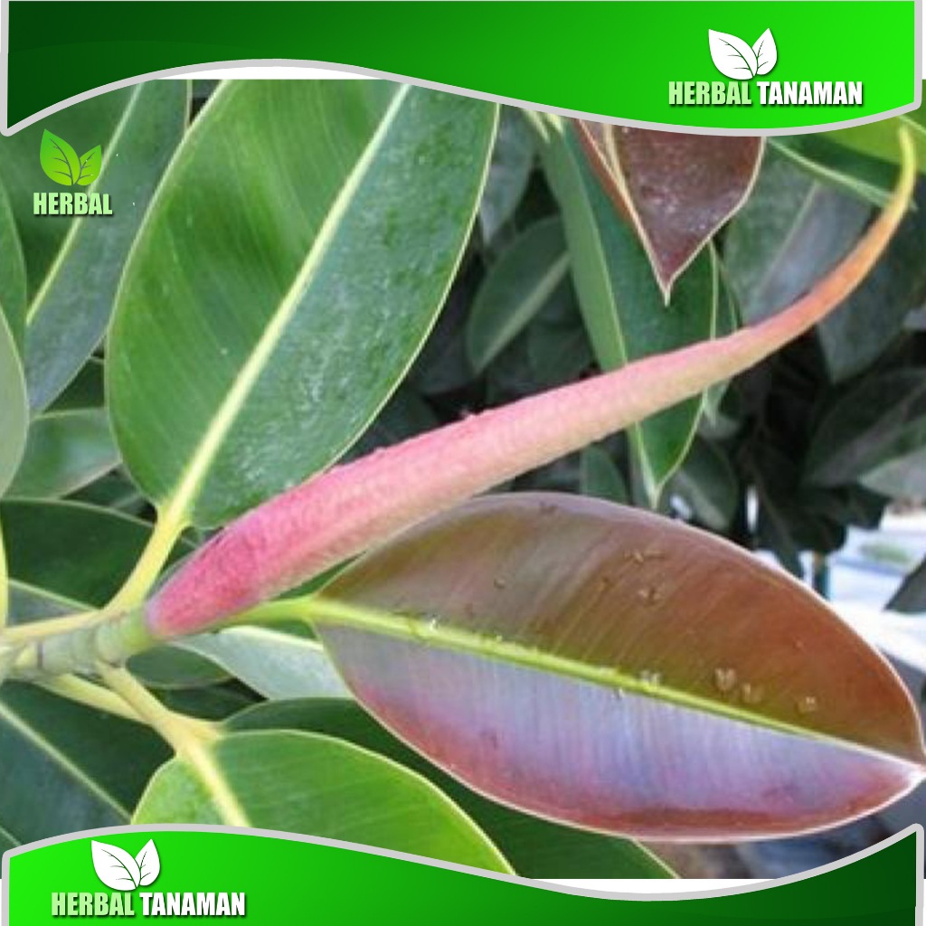 

ready Daun karet kebo ampuh sembukan struk
