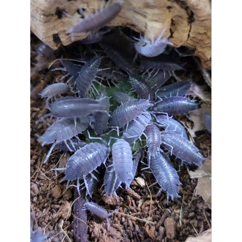 Powder Blue Isopod (porcellionides pruinosus) Bioactive Terarium