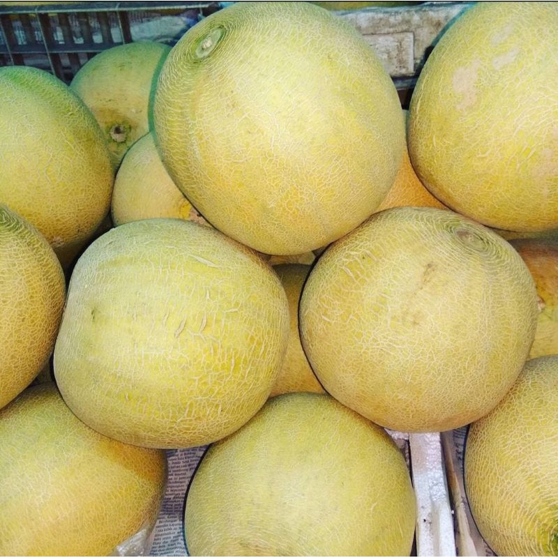 

Ready Buah Melon uk ±1,6kg - 2kg
