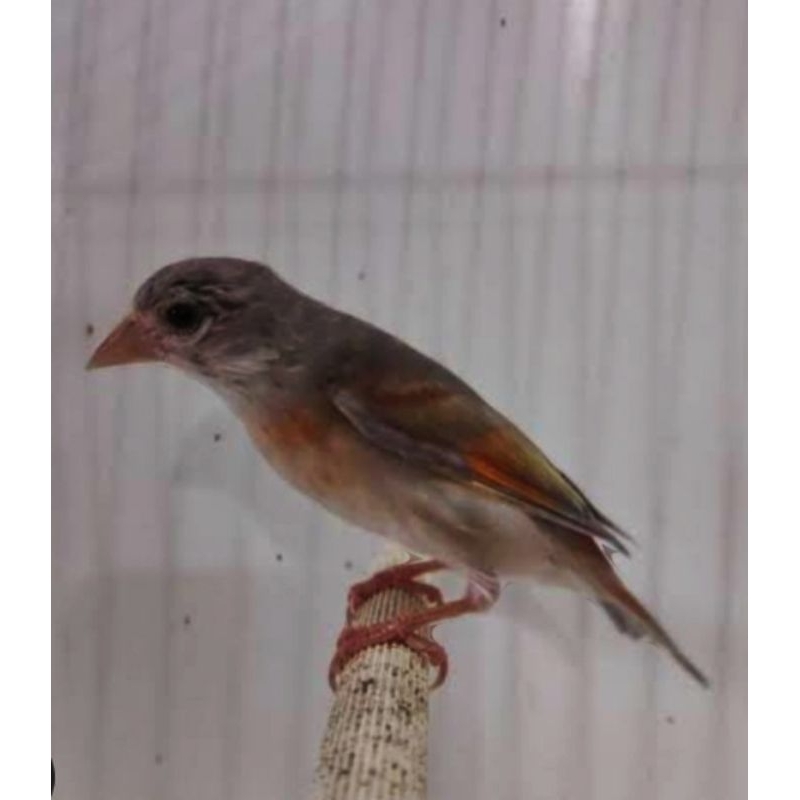 BURUNG RED SISKIN DD BETINA