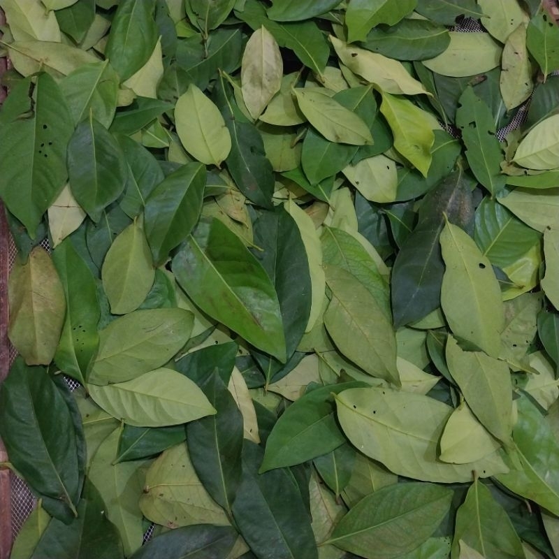 

Daun Salam Kering Baru Panen 100 % Asli / Dried Bay Leaf/ Rempah Kering Daun Salam / Rempah Masakan Indonesia