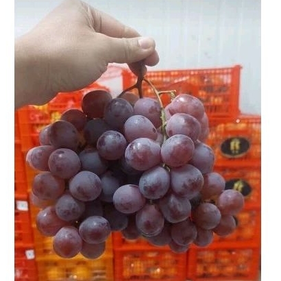 

buah anggur red globe /kg