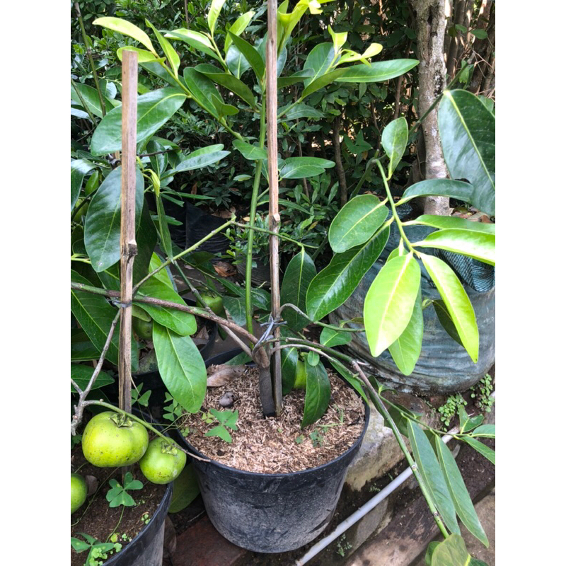 Bibit buah sawo black sapote super jumbo berbuah