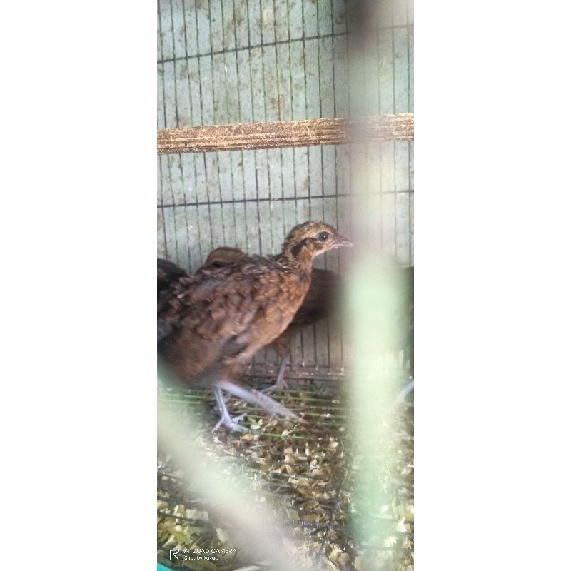 ayam hutan merah anakan