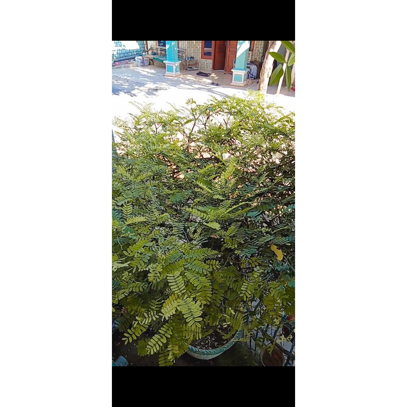 

SINOM / Pucuk daun asam jawa Termurah 5000 perbungkus