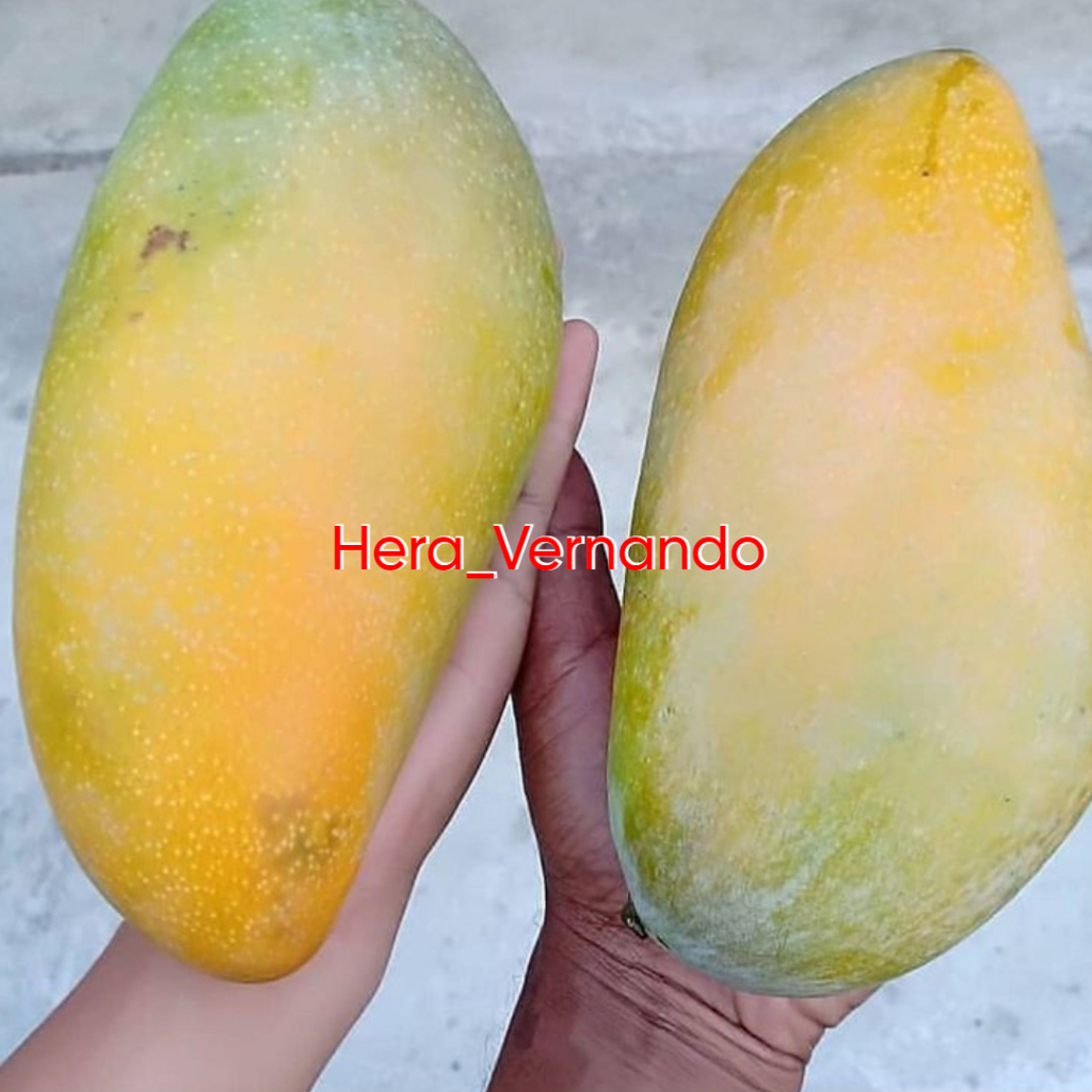 Bibit Mangga Kiojay Siap Berbuah Hasil Okulasi