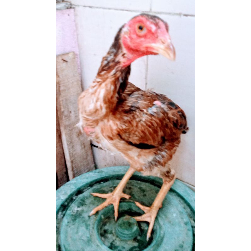 Ayam biang betina Pakoy Silangan shamo sisik gergaji