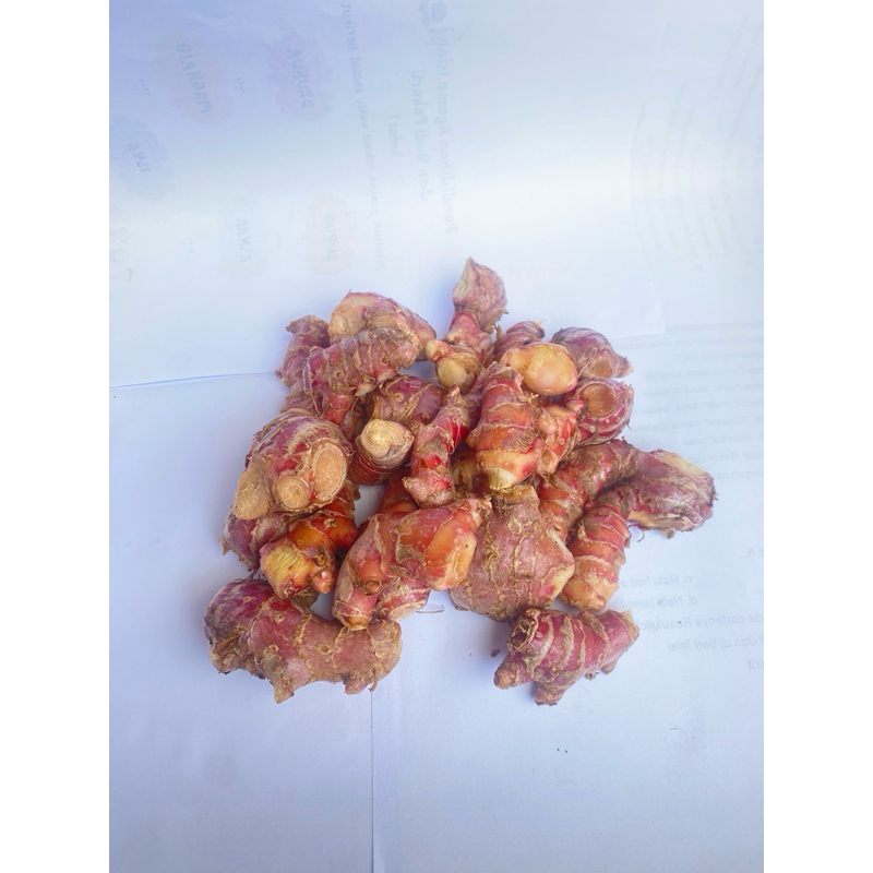 

JAHE MERAH FRESH langsung dari kebun
