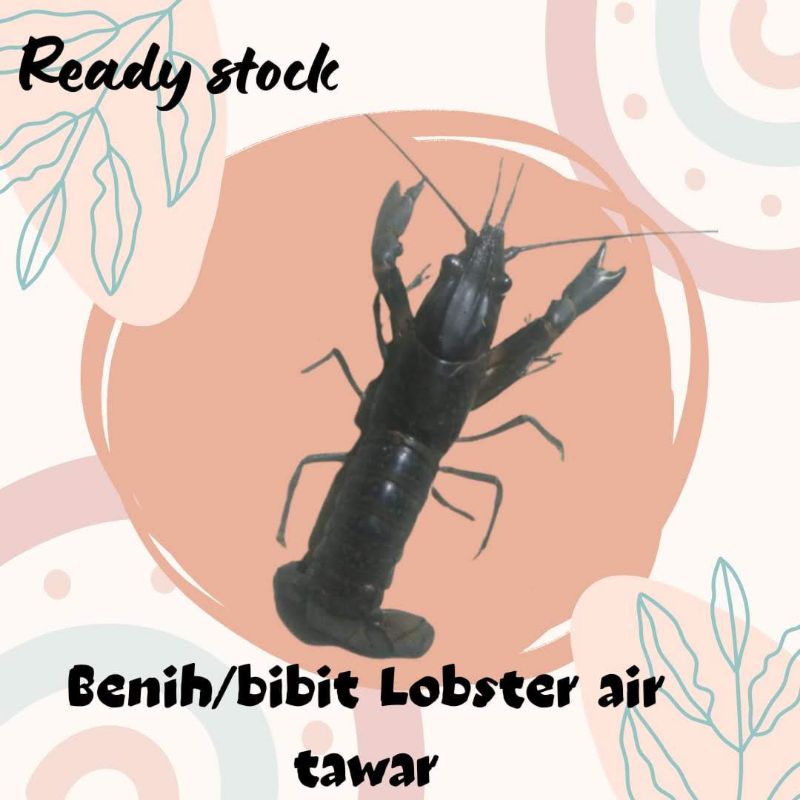 

Ready Lobster air tawar size 2 inc