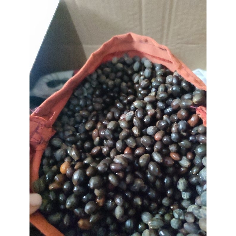 

biji kulit manis