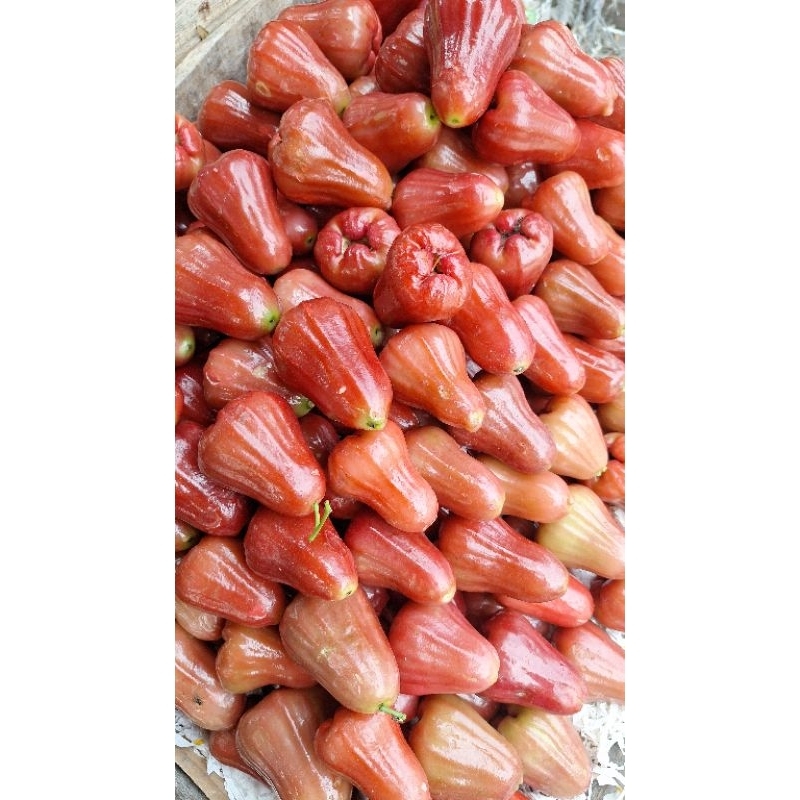 

Buah Jambu Air Citra Merah Manis Segar 1Kg