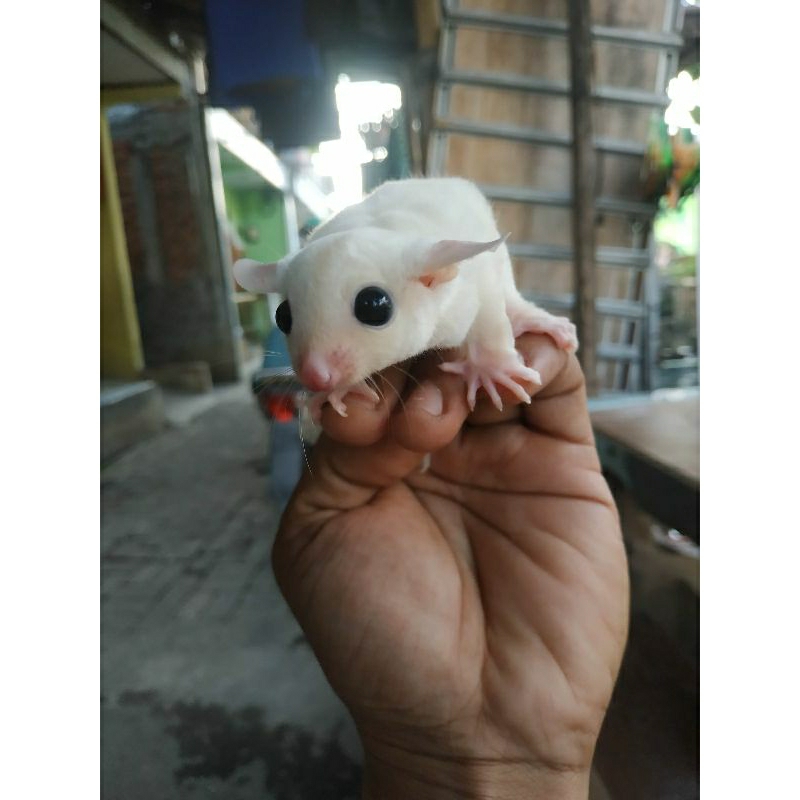 SUGAR GLIDER ( SG ) LEUCISTIC JOEY