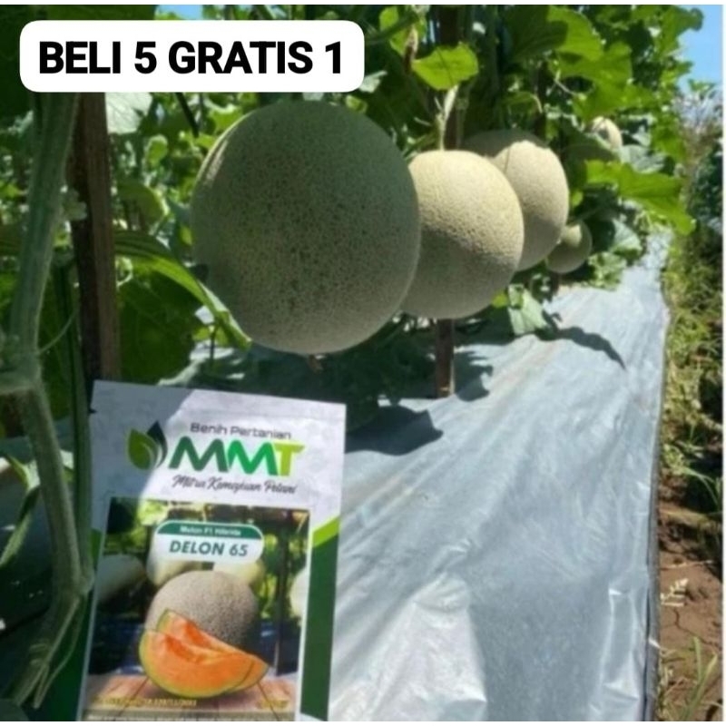 50 Benih Bibit Biji Melon F1 DELON 65 Oren, Import Hibrida Seeds Super Manis