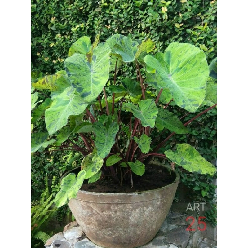 Colocasia Esculenta 'Mojito' Kolokasia Hybrid