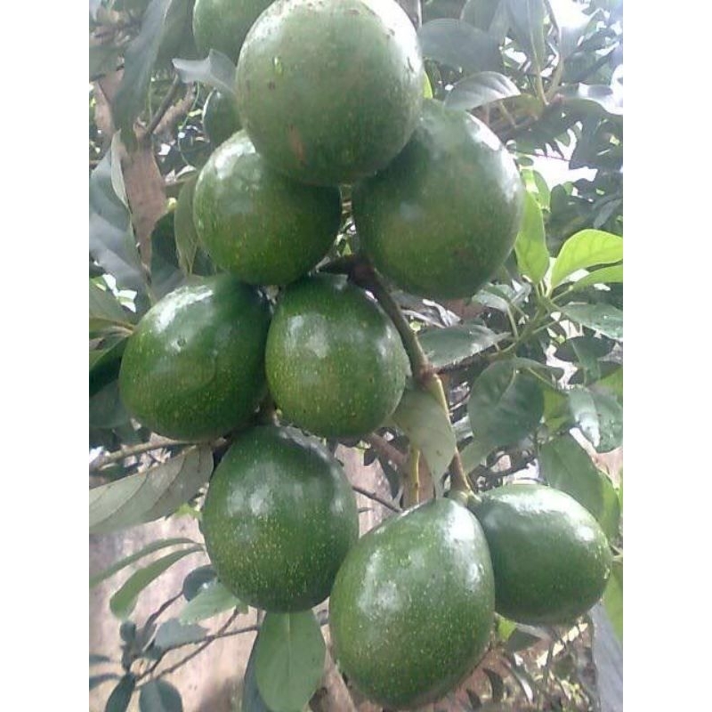 Bibit ALPUKAT MIKI sudah pernah berbuah