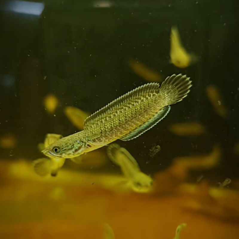 PROMO channa andrao 5-6 cm full pelet rim bagus stok terbatas