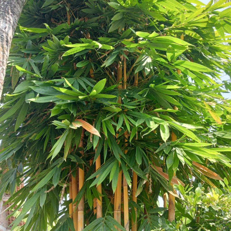 

DAUN BAMBU 50 LEMBAR UNTUK BUNGKUS BAKCANG