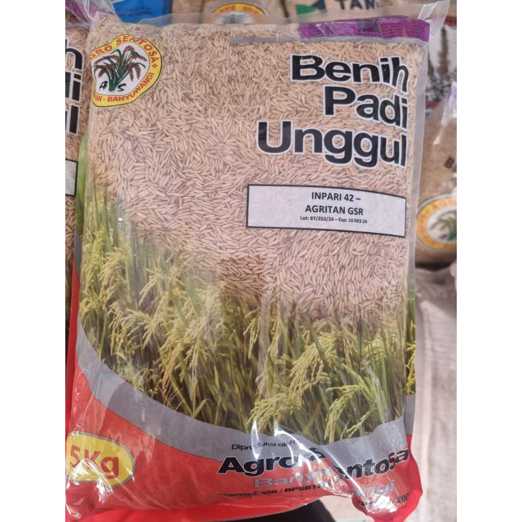 BENIH PADI unggul AGROSENTOSA BANYUWANGI KEMAASAN 5KG. SINTANUR, SITUBAGENDIT, CIHERANG, INPARI 32, 