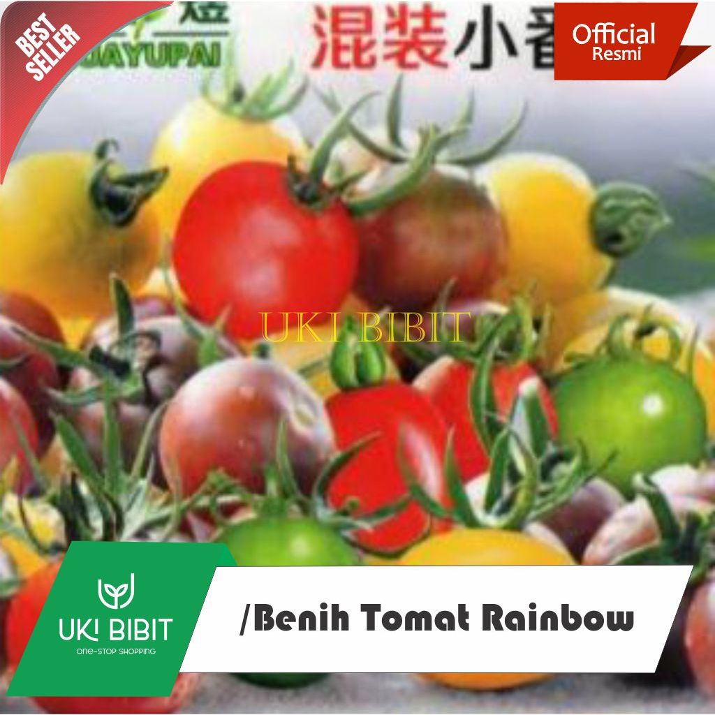 ( 10 Butir ) Benih Biji Tomat Rainbow | Tomat Pelangi | Tomat Warna Warni