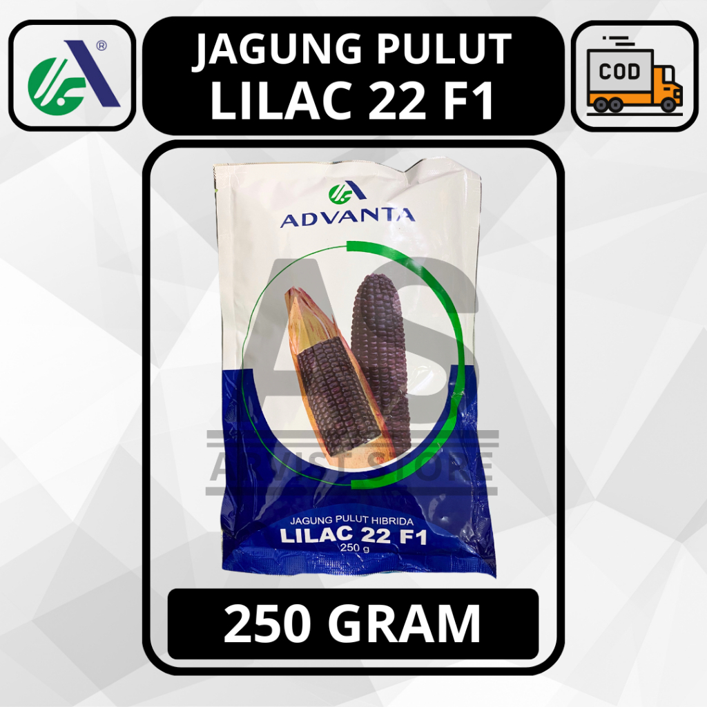 Benih Jagung Pulut LILAC 22 F1 250 Gram Hibrida Advanta