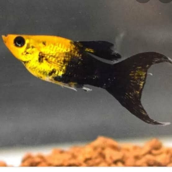 IKAN HIAS MOLLY GOLDEN BLACK AIR TAWAR AQUARIUM AQUASCAPE
