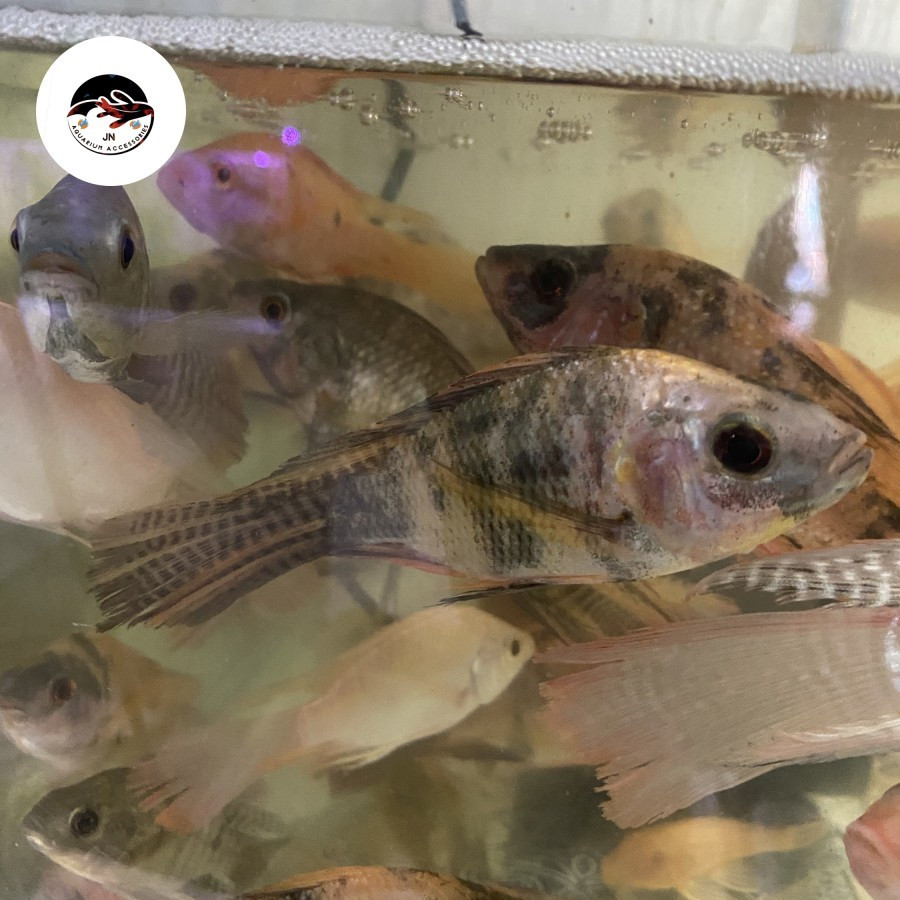 Ikan Hias Nila Slayer Uk -+ 12cm Ikan Air Tawar Aquarium Kolam