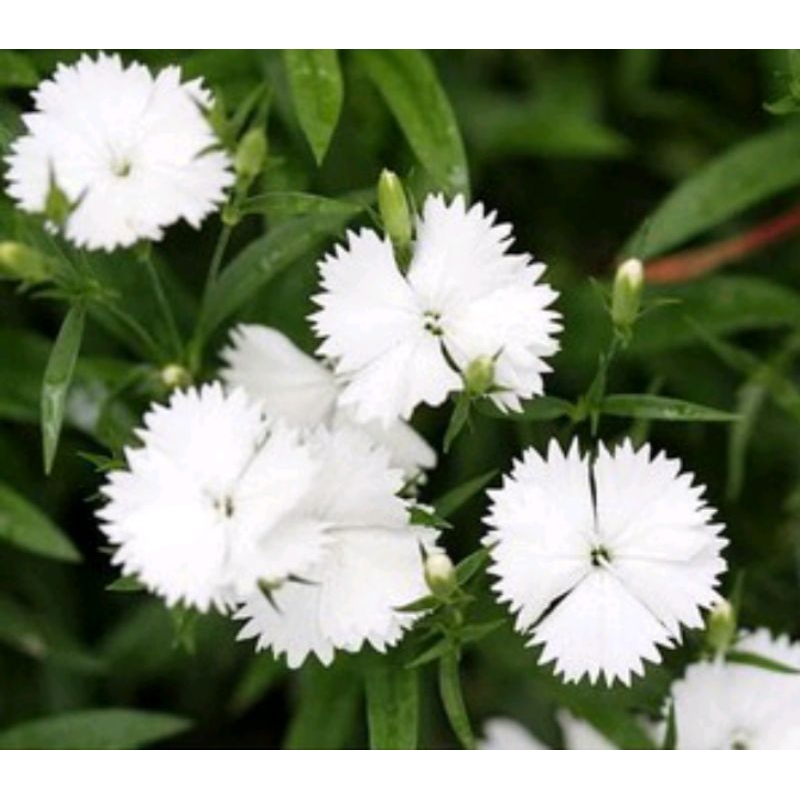 anyelir diantus putih tanaman hias