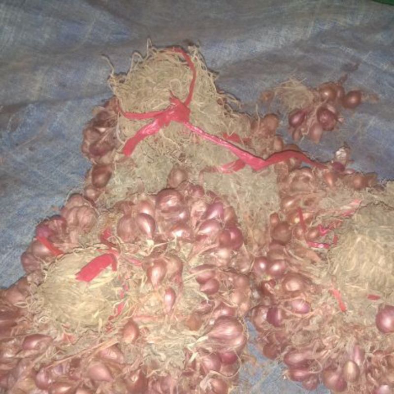

bawang merah asli