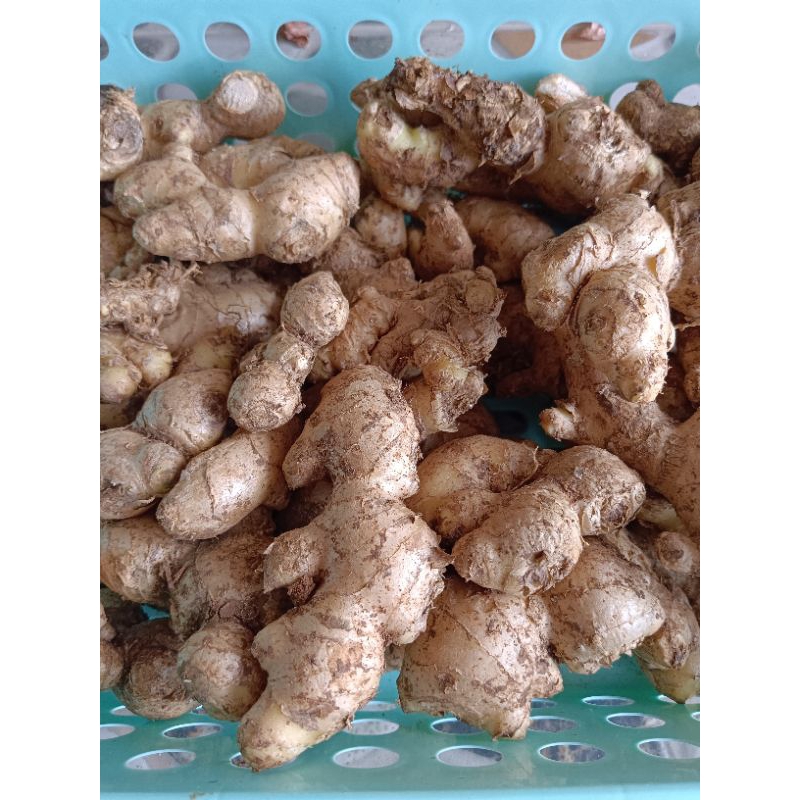 

Jahe Bersih Segar 500 Gram