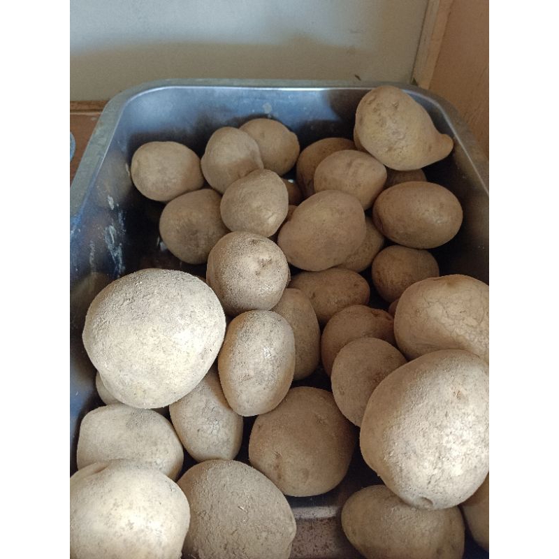 

Kentang Besar Segar 500 Gram