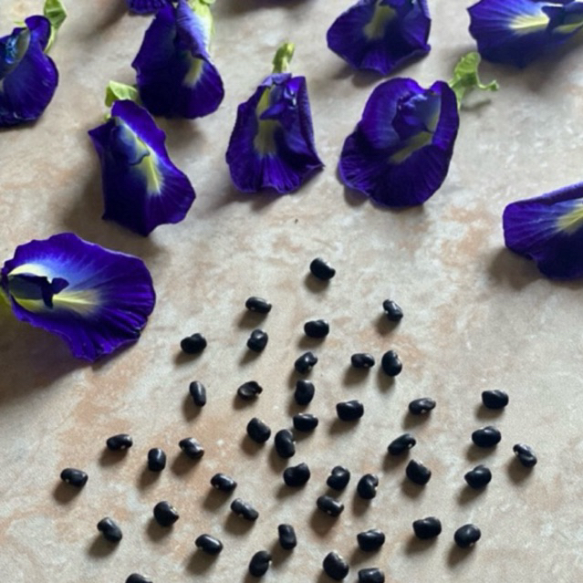 biji tumbuhan bunga telang biru