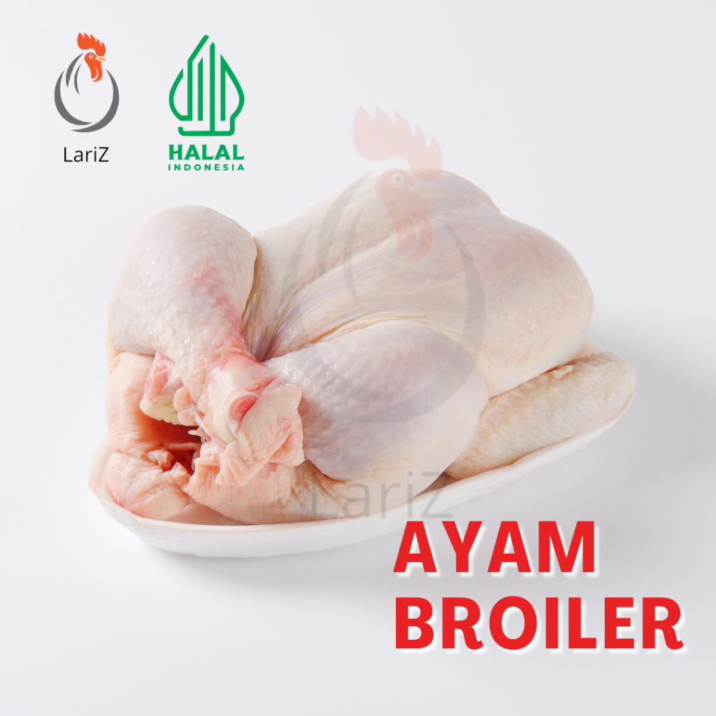 

Ayam Broiler 0.9 - 1 Kg Ayam Potong Halal 1 Ekor Tanpa Pengawet