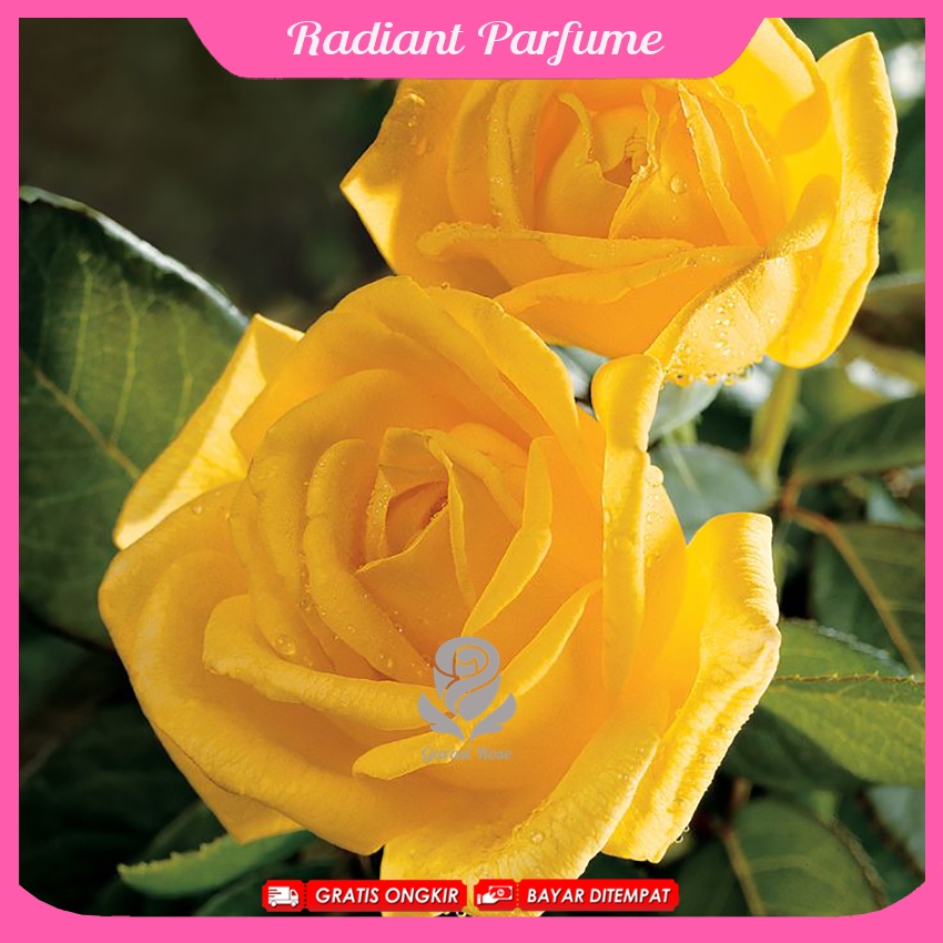 Mawar Import Radiant Parfume - Mawar Wangi
