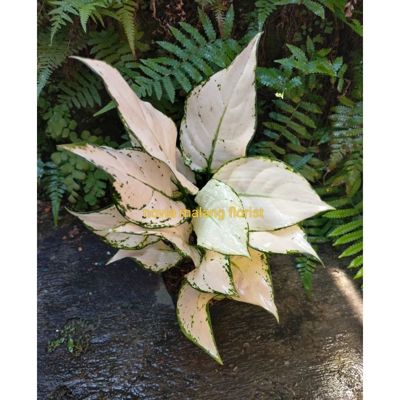 AGLAONEMA SUPER WHITE