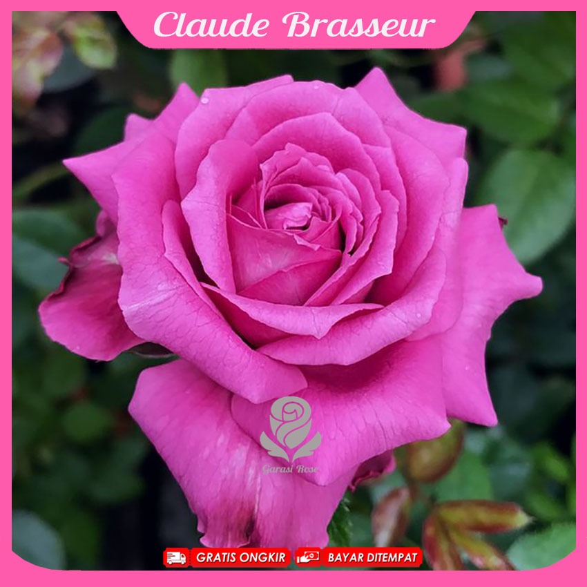 Mawar Import Claude Brasseur