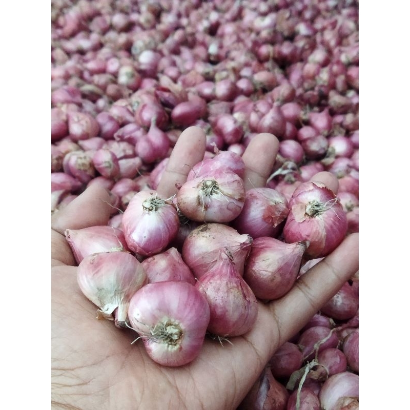 

Bawang merah