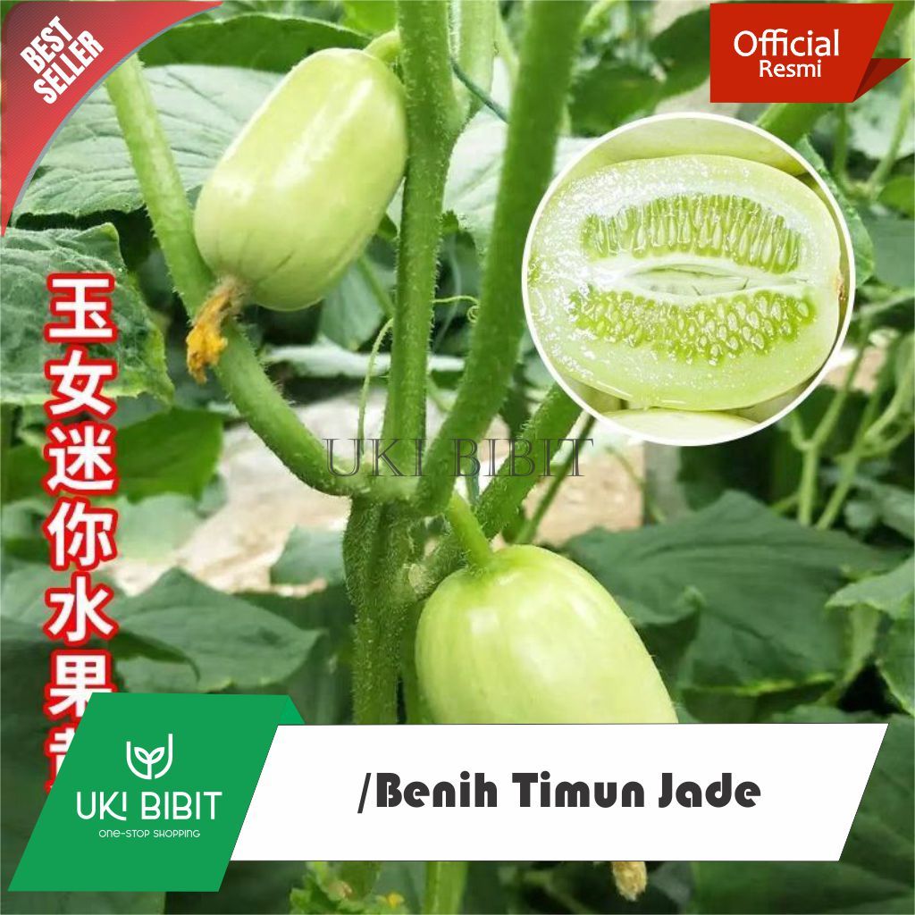 ( 5 Butir ) Benih Biji Timun Jade | Timun Jade Boy | Timun Jade Girl | Timun Giok | Timun Hijau | Ti