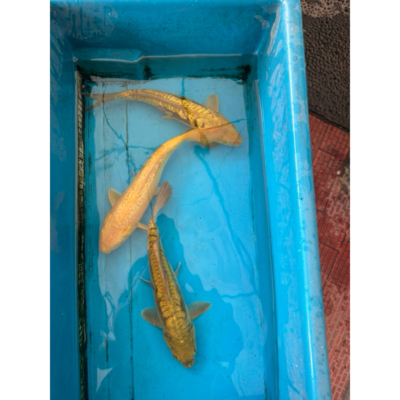 ikan koi chagoi penjinak ukuran 30cm