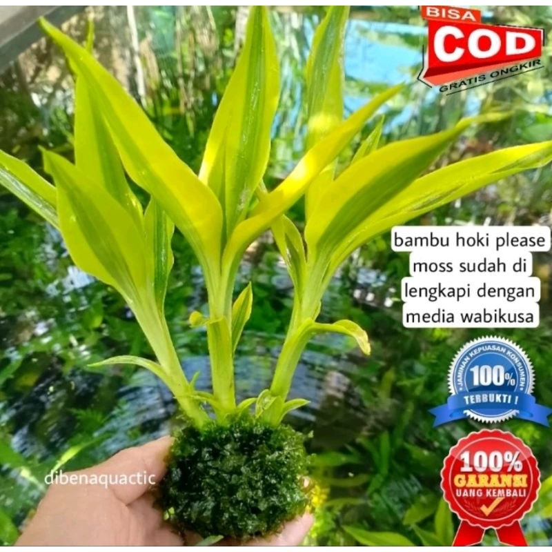 bambu hoki-sri rejeki bambu air please Moss media wabikusa tanaman aquascape hiasan akuarium