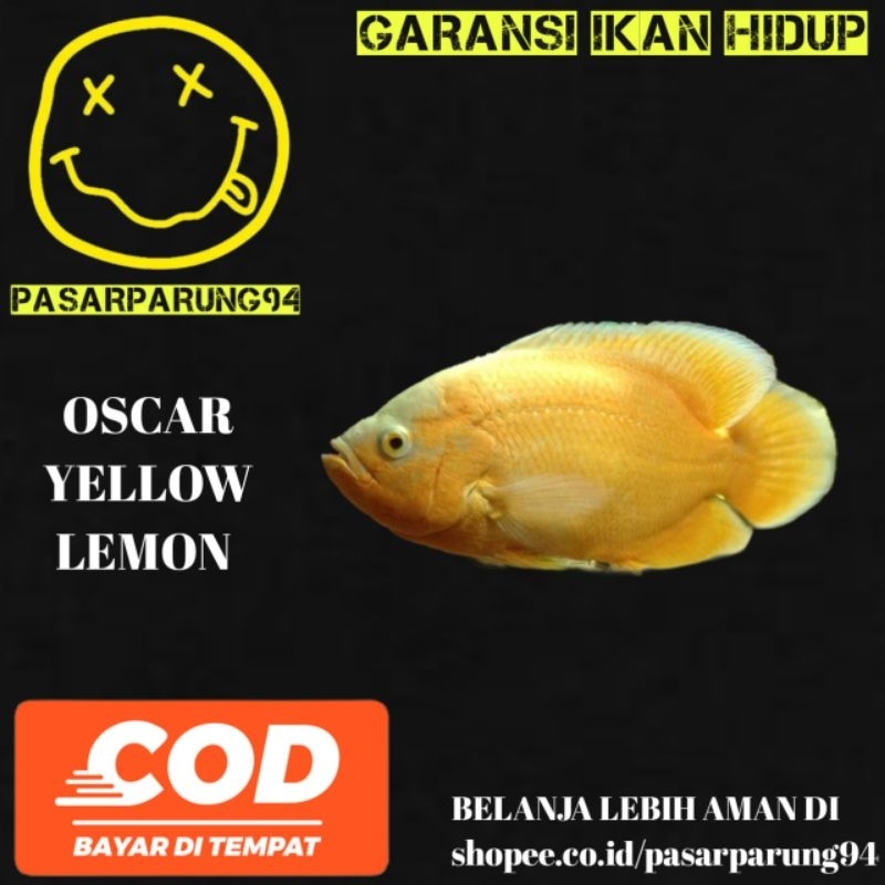 kebutuhan aquarium Oscar albino Tiger/Tiger batik/tembaga/albino Paris/red Chili/yellow lemon